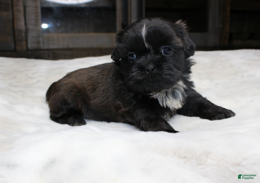 Shih Tzu dogs for sale: Elvis - Ad 2