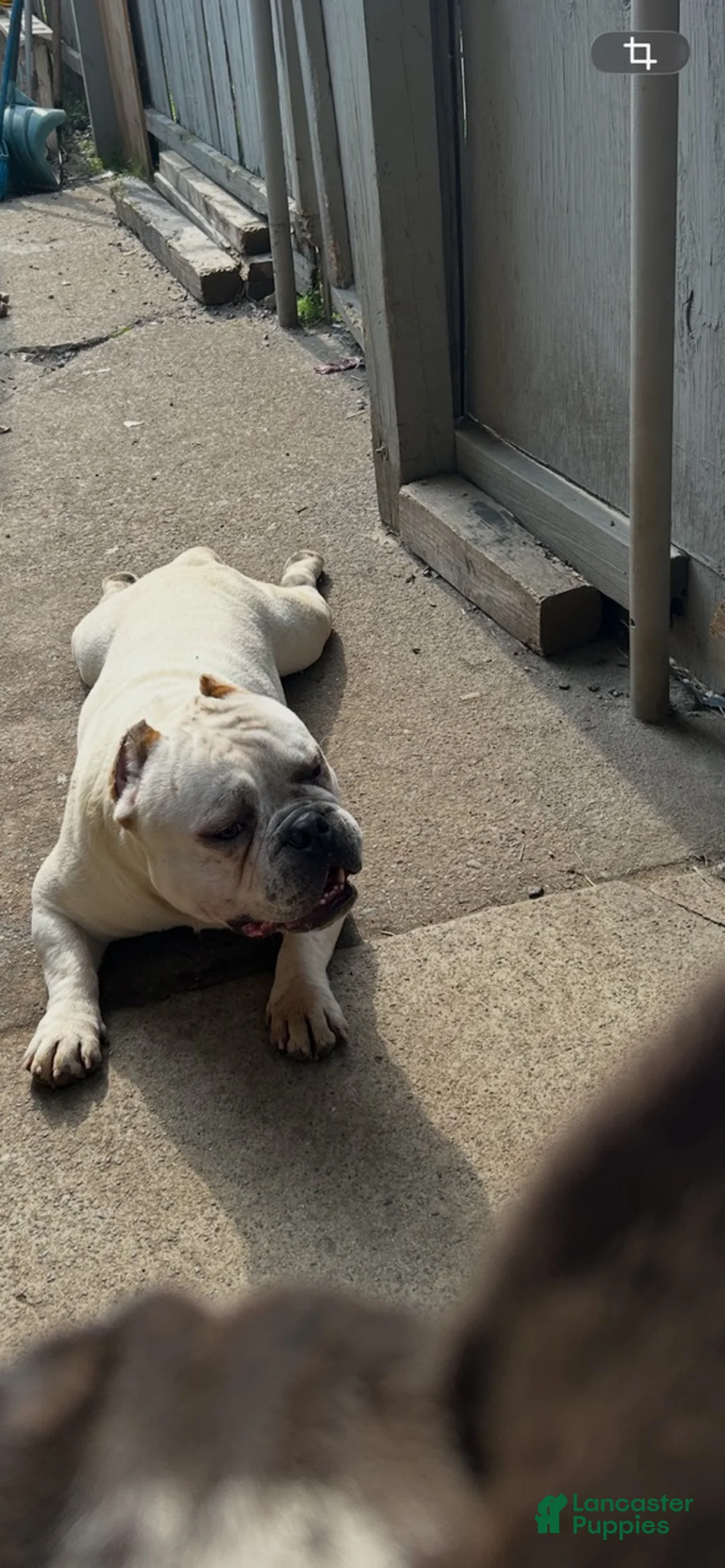 American Pit Bull Terrier dogs for sale: American Pit Bull Terrier Puppy 1 - Ad 2