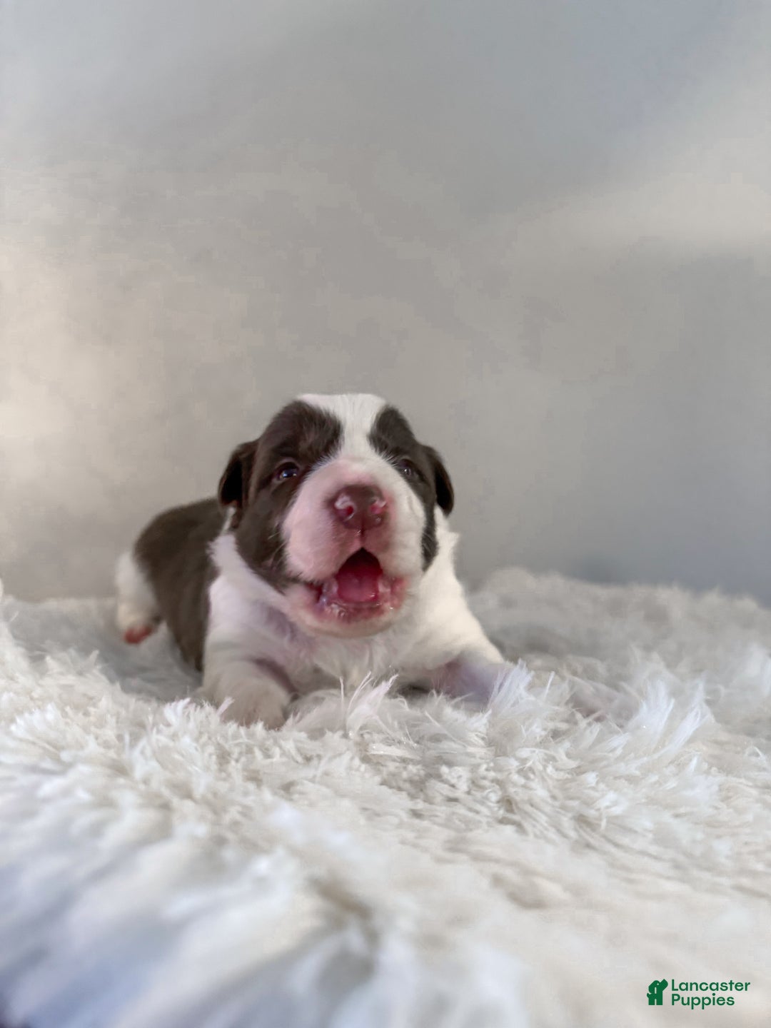 Border Collie dogs for sale: Cadillac   - Ad 2