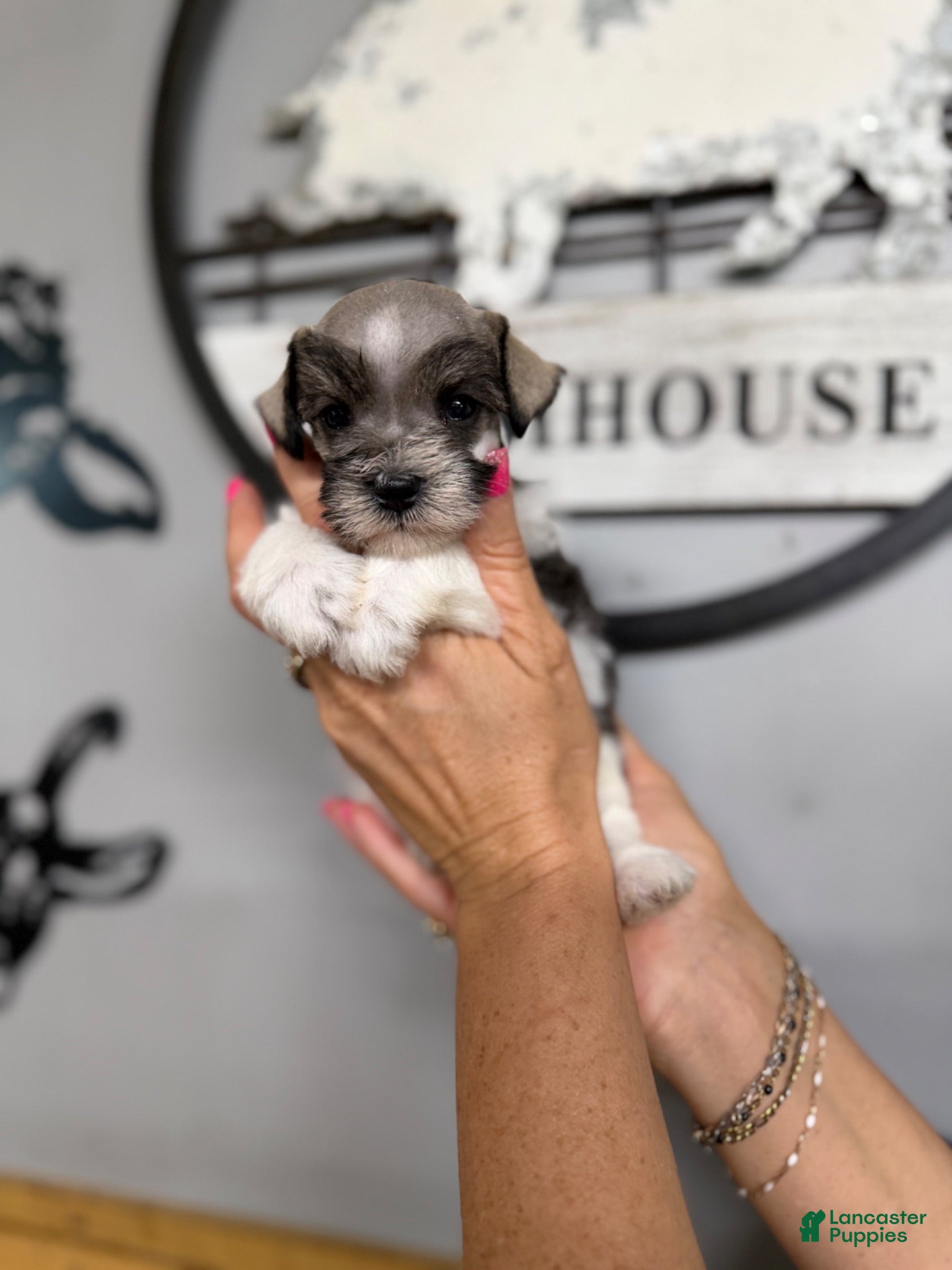 Miniature Schnauzer dogs Miniature Schnauzer 1 - Ad 16
