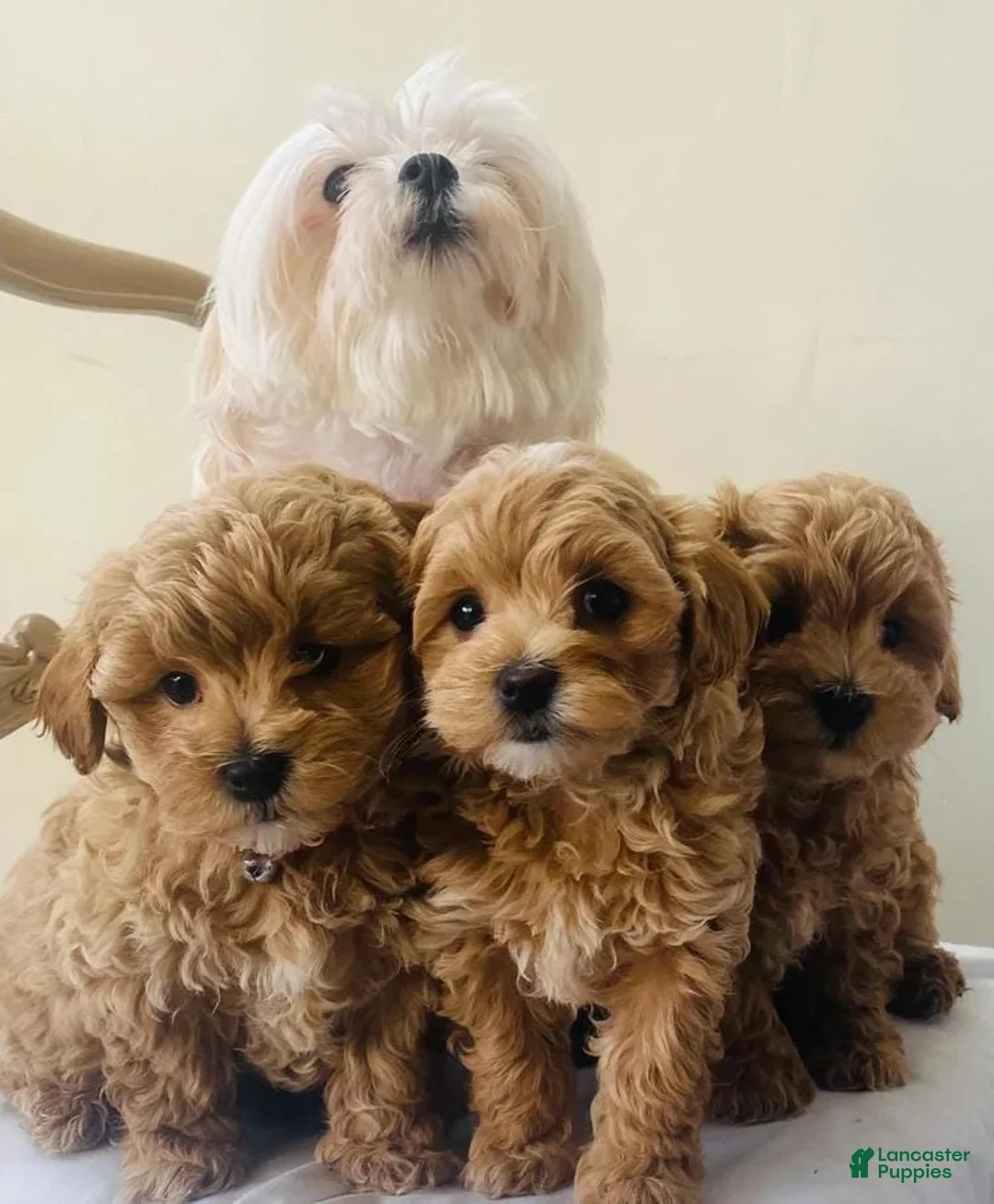Maltipoo dogs for sale: Jamie - Ad 2