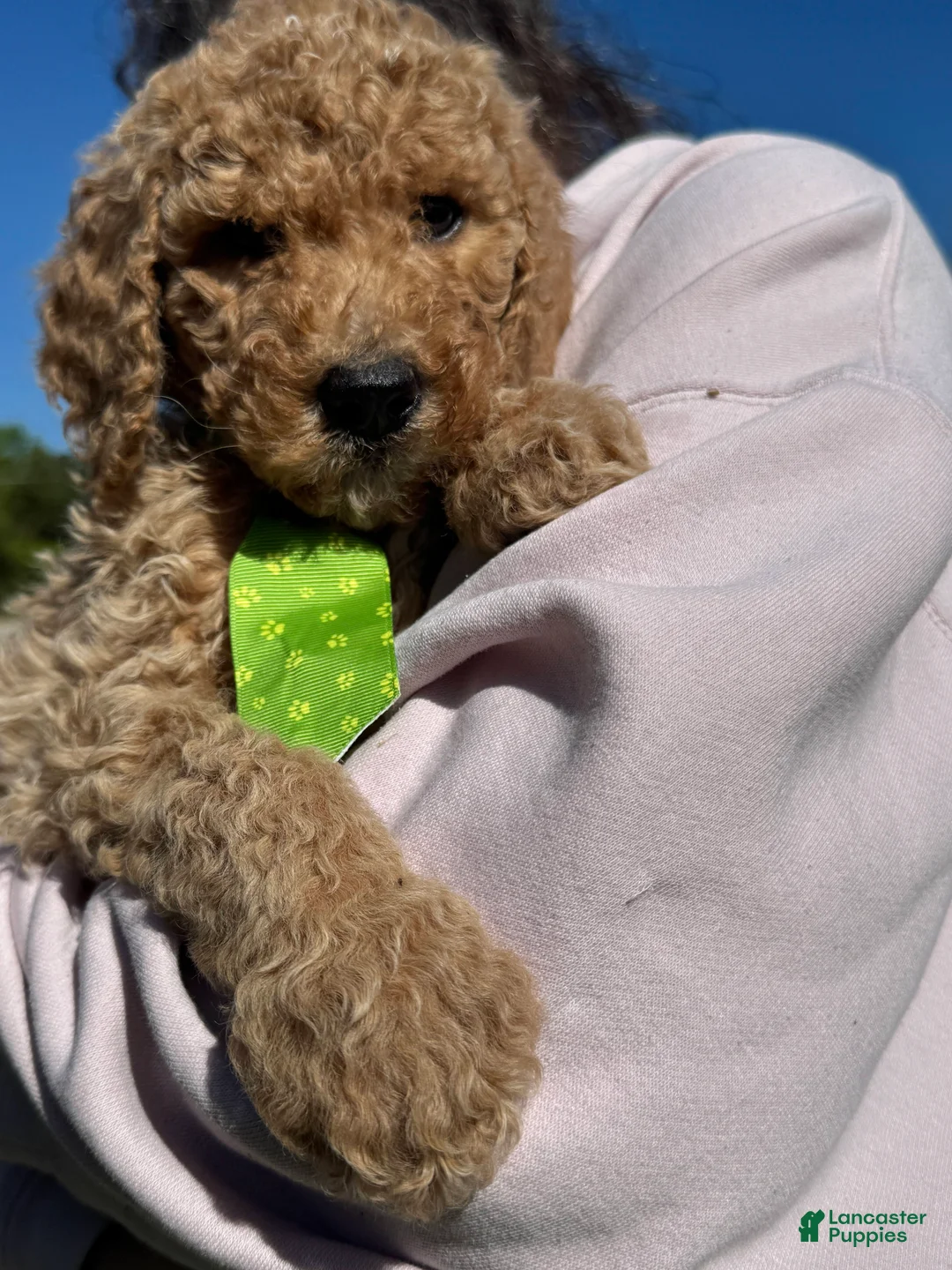 Goldendoodle dogs for sale: Goldendoodle Puppy 4 - Rocky - Tan Collar - Ad 2