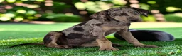 Catahoula Leopard Dog dogs for sale: Tigger 2026 Male 2 - Ad 8