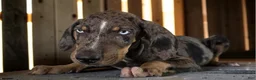 Catahoula Leopard Dog dogs for sale: Tracy II 2026 Male 2 - Ad 5