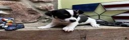 Chihuahua dogs for sale: 🐾Milhouse~Tricolor Chihuahua - Ad 5