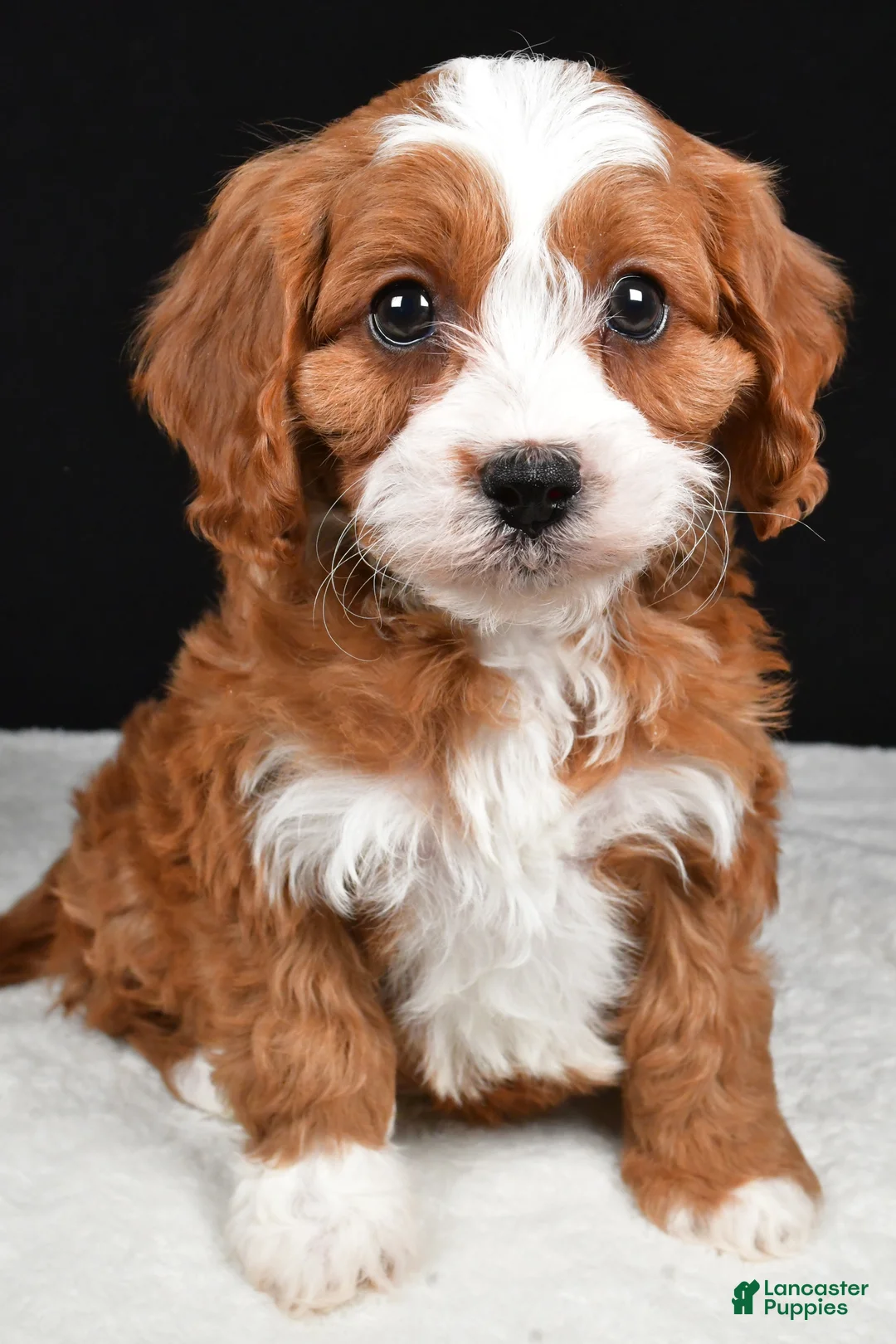 Cavapoo dogs for sale: Kenny - Ad 3
