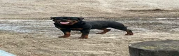 Rottweiler dogs for sale: Rottweiler Puppy 3 - Ad 6