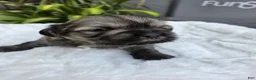 Shih Tzu dogs for sale: Shih Tzu 1 - Ad 5