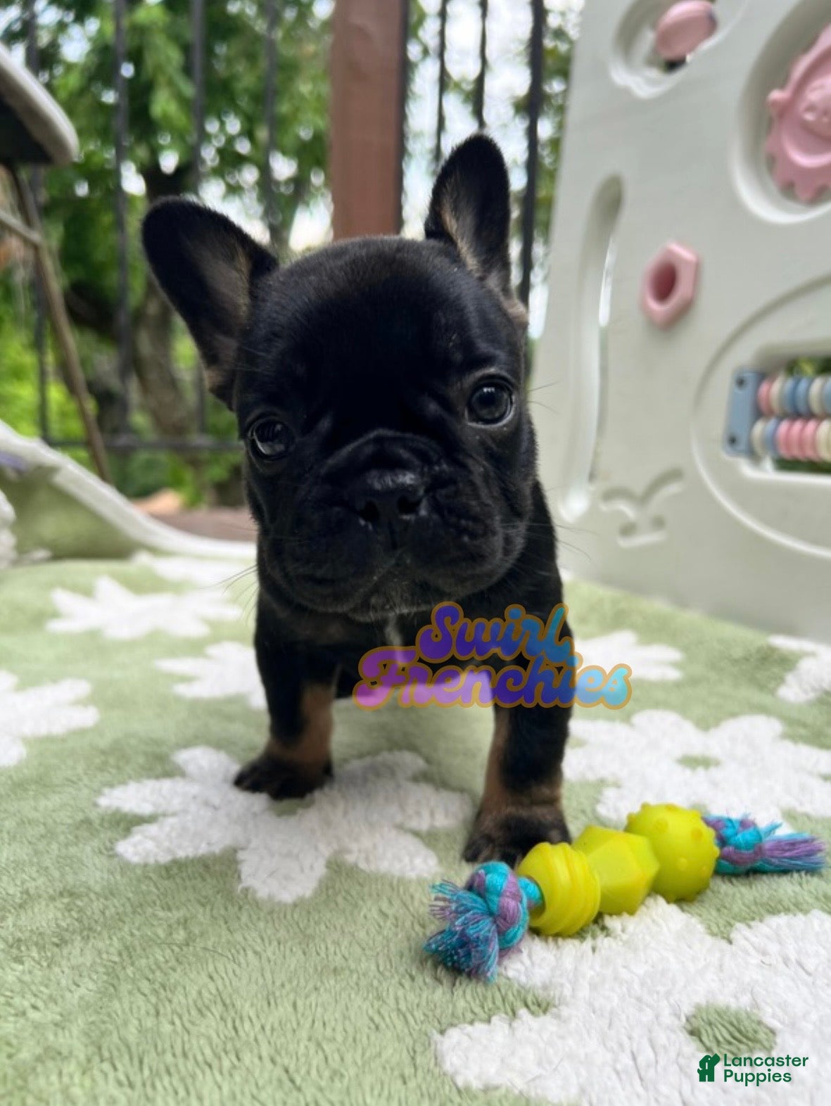 French Bulldog dogs Pepper - Ad 20
