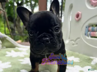 French Bulldog dogs Pepper - Ad 30
