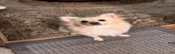 Pomeranian dogs for sale: Pomeranian 1 - Ad 7