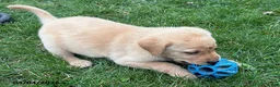 Labrador Retriever dogs for sale: Ginger - Ad 1