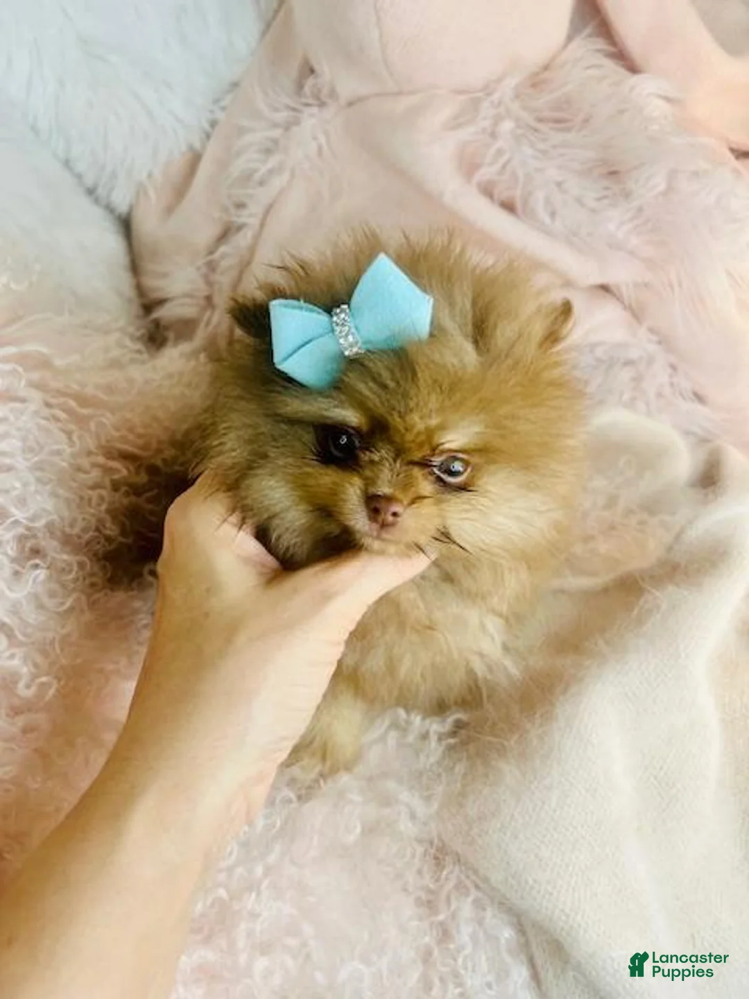 Pomeranian dogs for sale: Pomeranian Puppy 1 - Ad 4