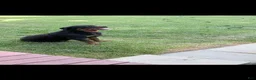 Rottweiler dogs for sale: Sassy - Ad 6