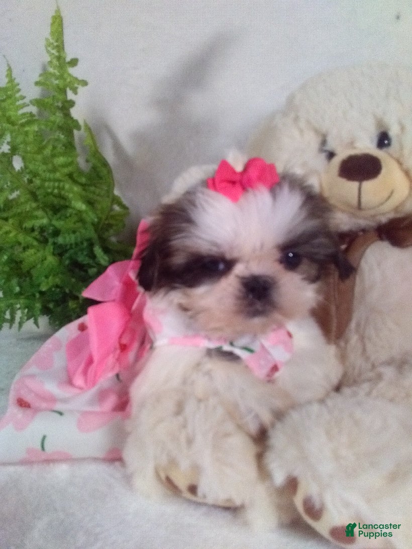 Shih Tzu dogs Bella - Ad 25