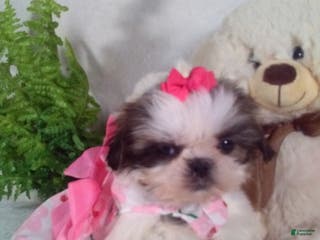 Shih Tzu dogs Bella - Ad 25