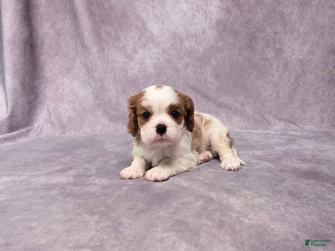 Cavalier King Charles Spaniel dogs for sale: Seth - Ad 3