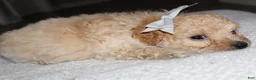 Miniature Poodle dogs for sale: Miniature Poodle Puppy 5 - Ad 3