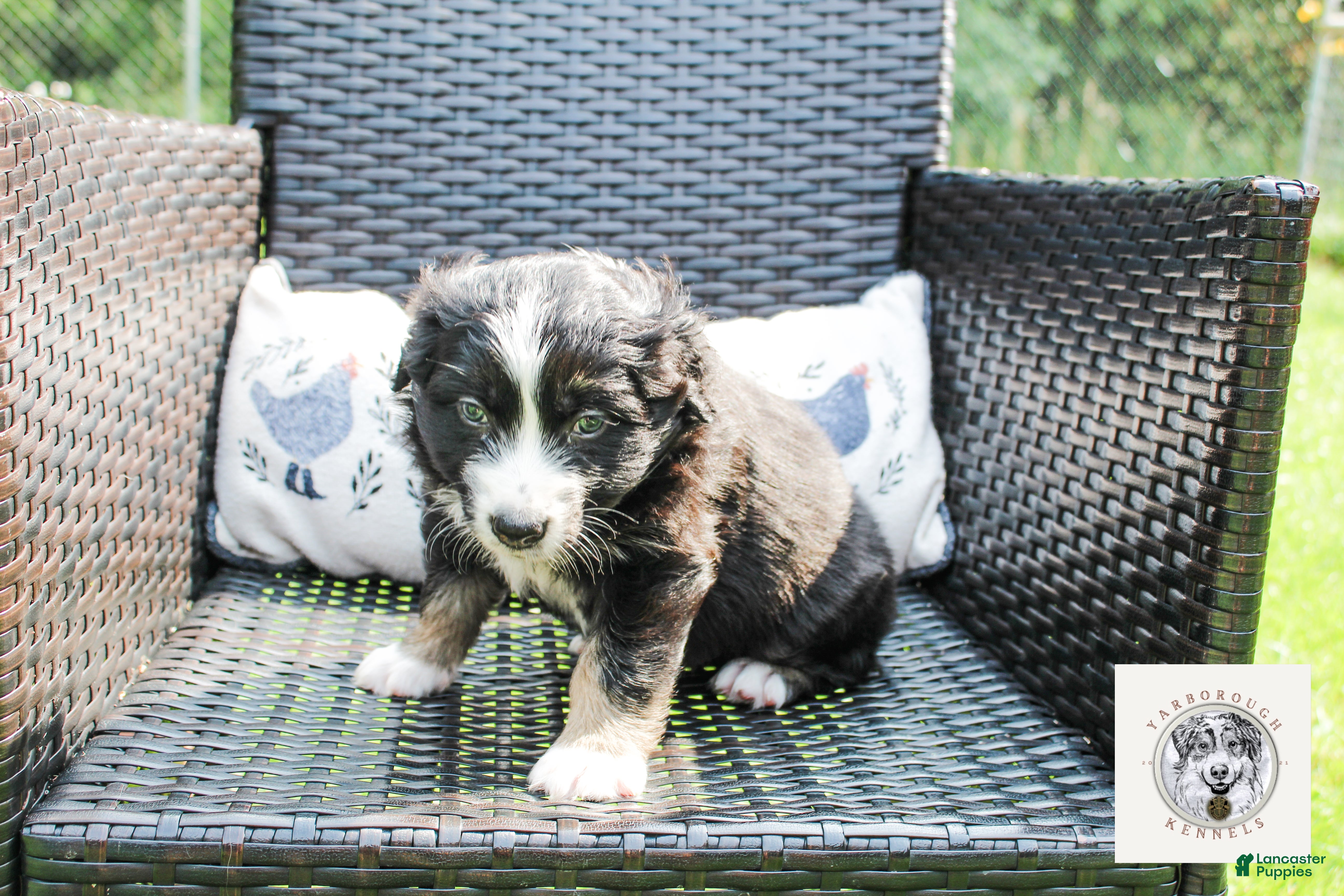 Miniature Australian Shepherd dogs Clark - Ad 2