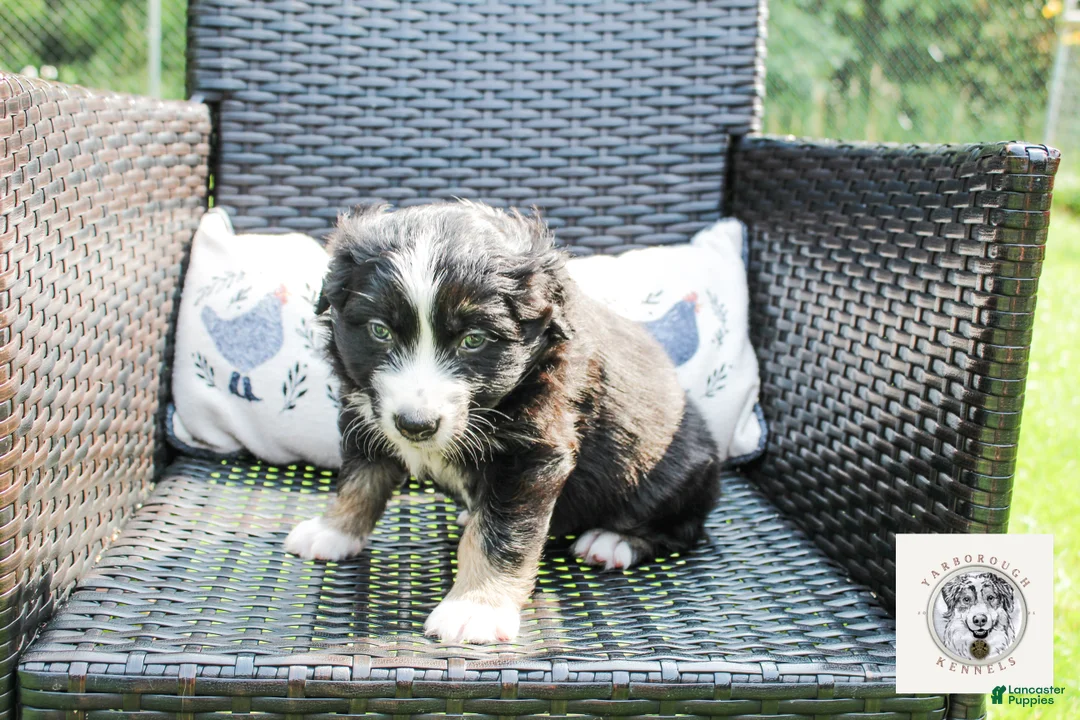 Miniature Australian Shepherd dogs for sale: Clark - Ad 2