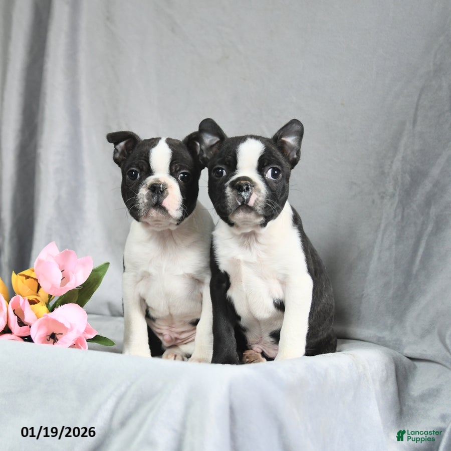 Boston Terrier dogs Beniah - Ad 2