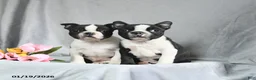 Boston Terrier dogs for sale: Beniah - Ad 3
