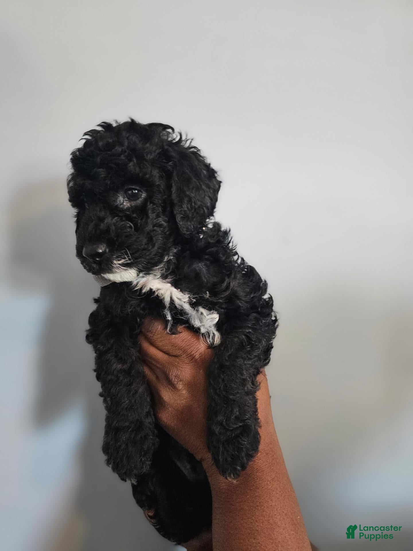 Miniature Poodle dogs for sale: Parker - Ad 1