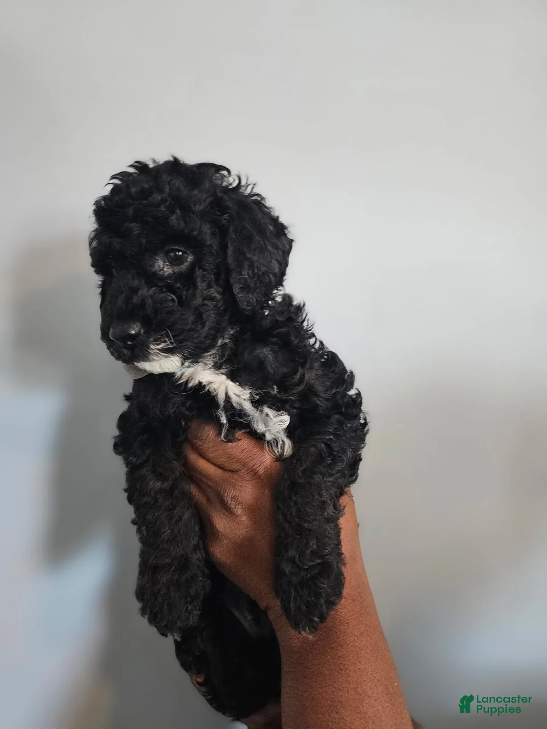Miniature Poodle dogs for sale: Parker - Ad 1