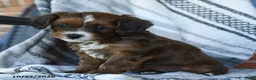 Cavapoo dogs for sale: Skyla - Ad 3