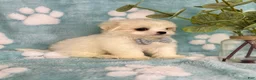 Malshi dogs for sale: Teddy - Ad 5