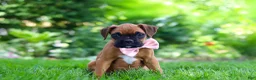 Boxer dogs for sale: Lily - Ad 5