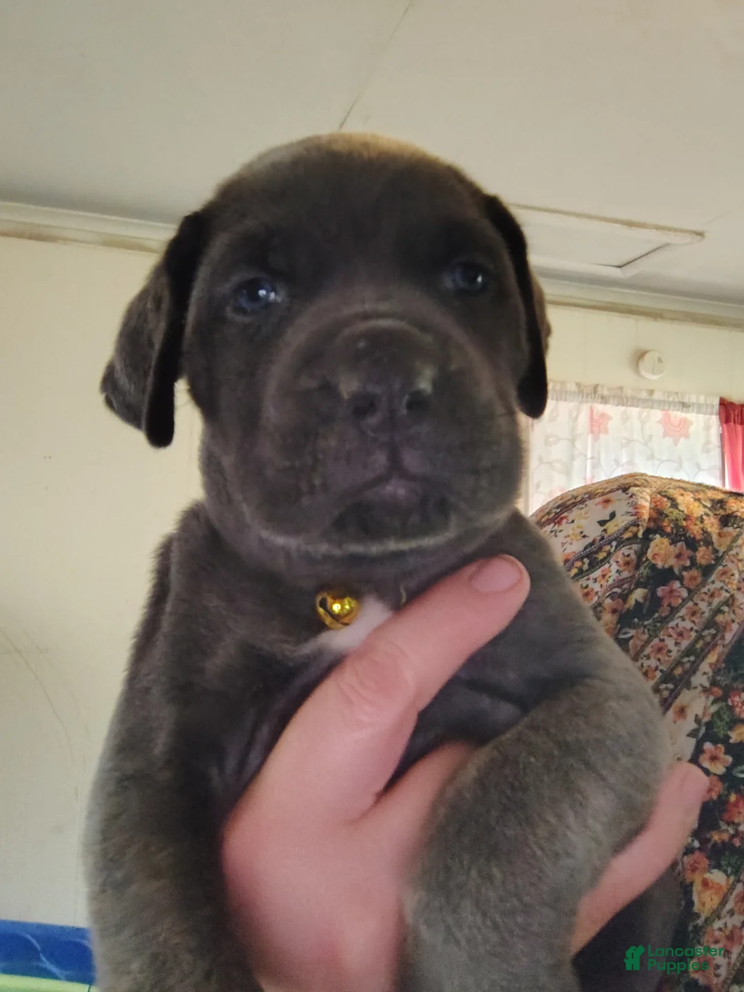 Cane Corso dogs for sale: Cane Corso 1 - Ad 1