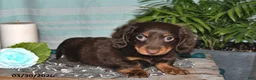 Miniature Dachshund dogs for sale: Cooper - Ad 3