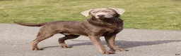 Labrador Retriever dogs for sale: Smoke - Ad 10