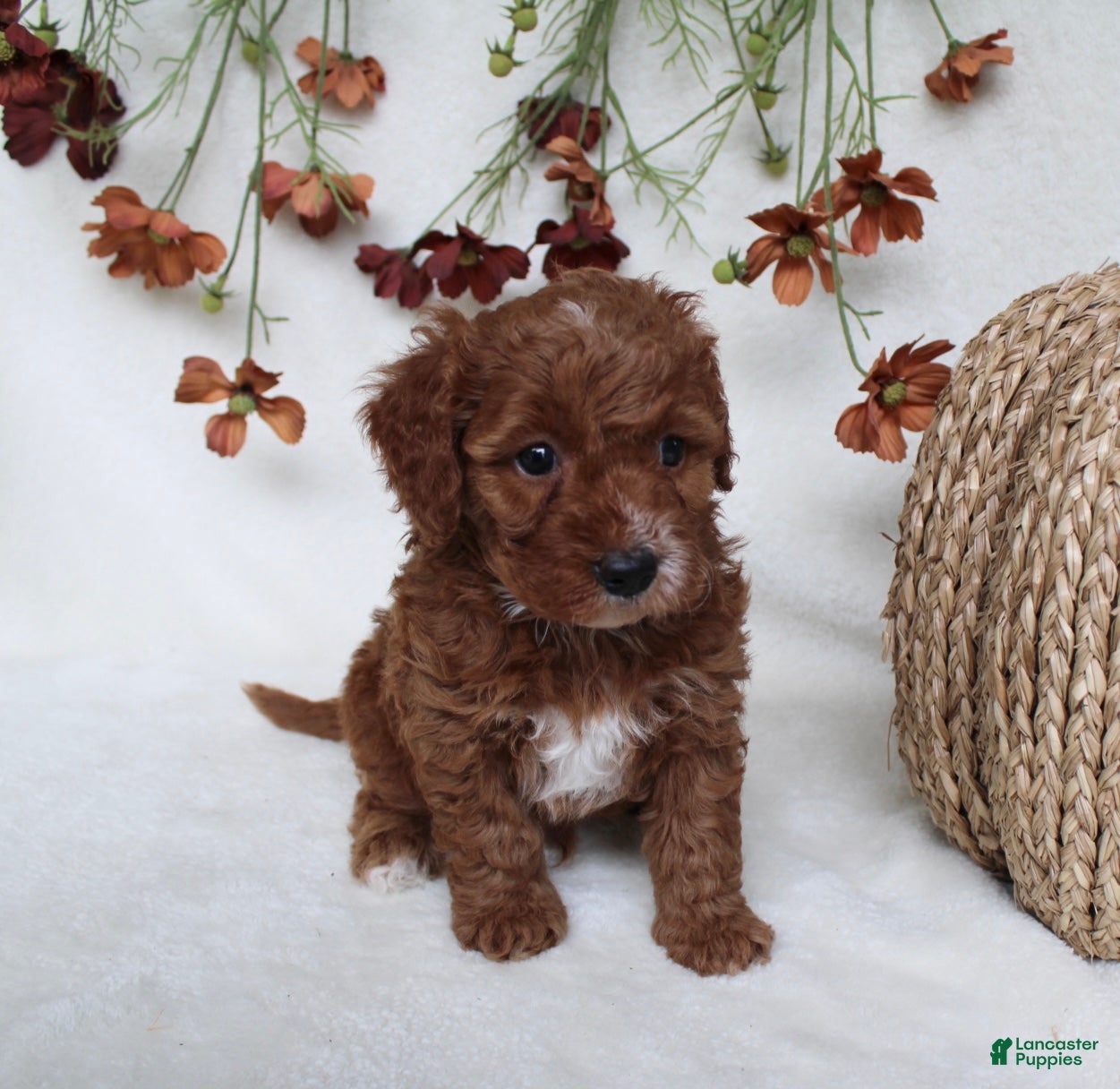 Cavapoo dogs Finley - Ad 1