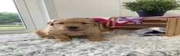 Golden Retriever dogs for sale: Golden Retriever - Kenzie  - Ad 3