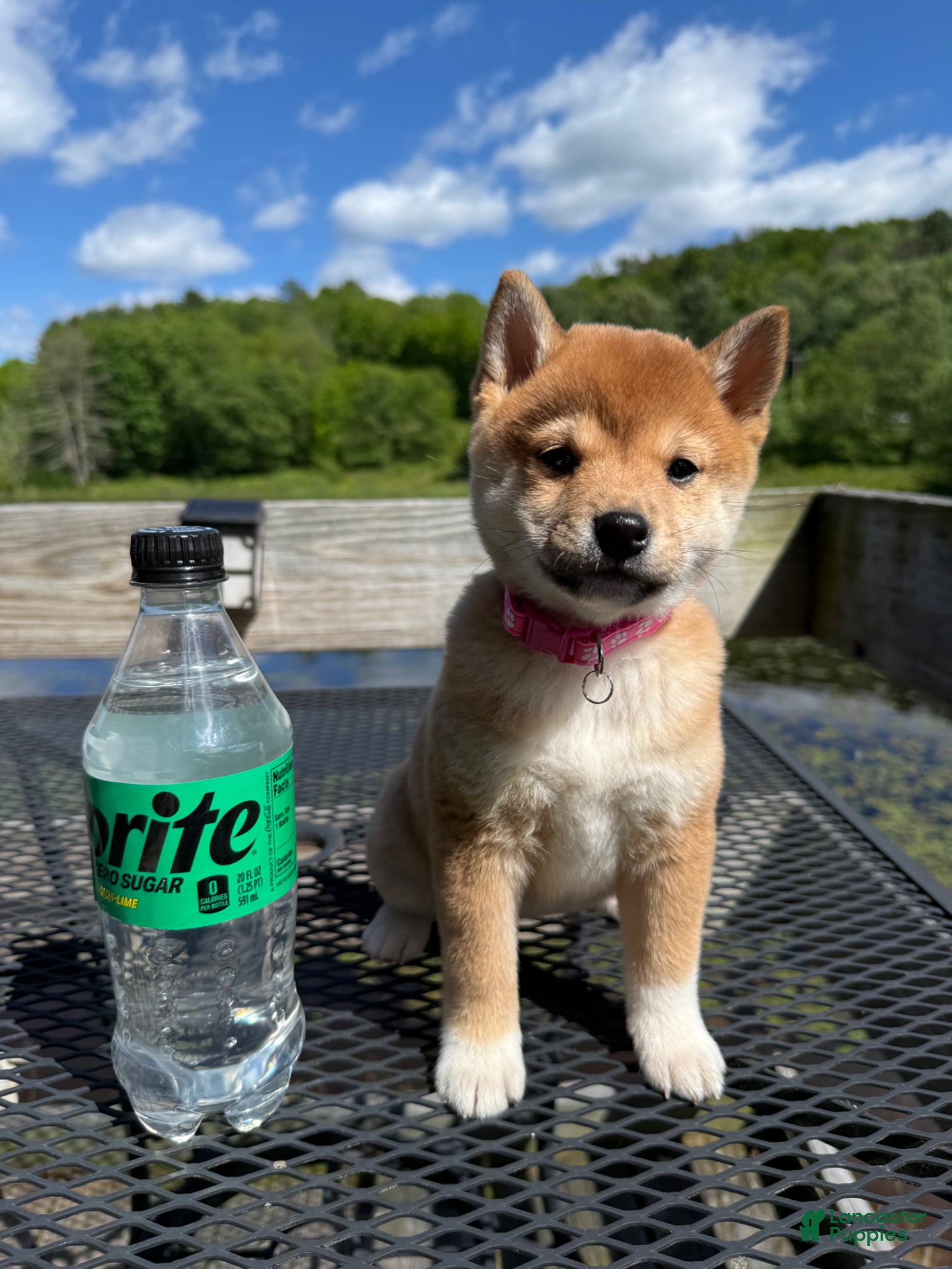 Shiba Inu dogs 🩷 Pinky 🩷 - Ad 41