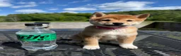 Shiba Inu dogs for sale: 🩷 Pinky 🩷 - Ad 1