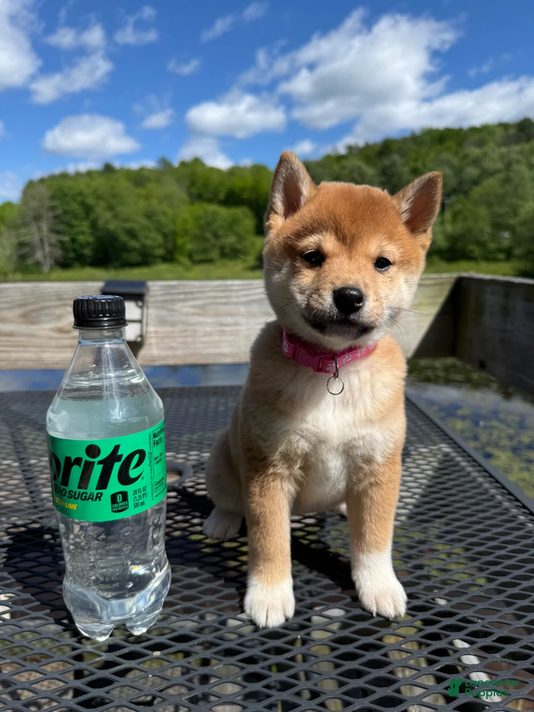 Shiba Inu dogs for sale: 🩷 Pinky 🩷 - Ad 1