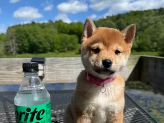 Shiba Inu dogs 🩷 Pinky 🩷 - Ad 41