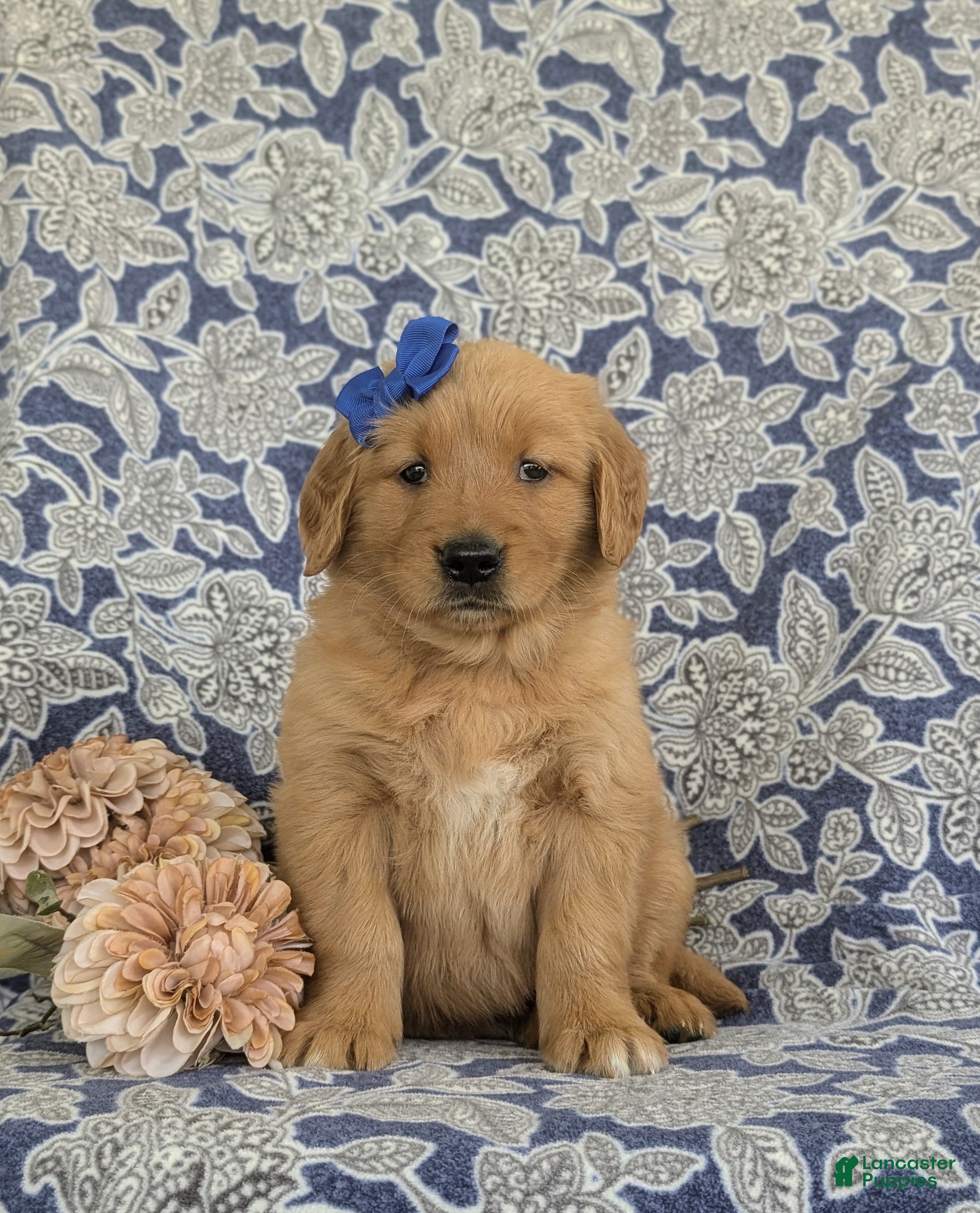Golden Retriever dogs Makena - Ad 2