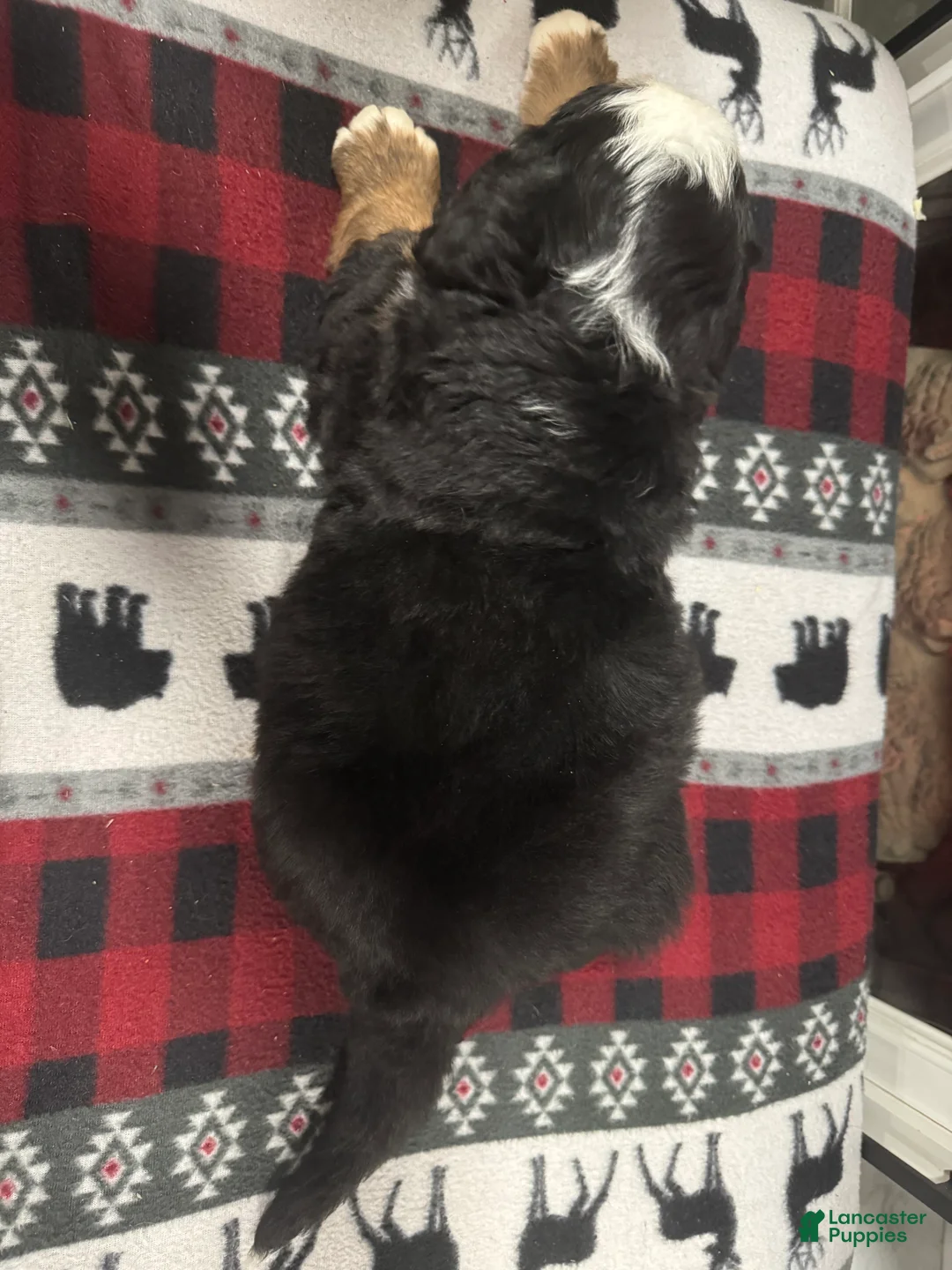 Bernese Mountain Dog dogs for sale: Shadow - Ad 6