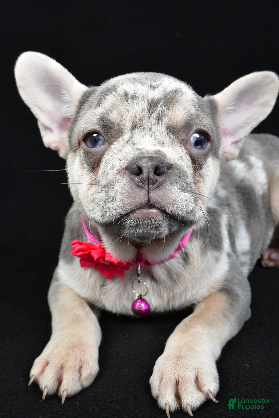 French Bulldog dogs for sale: Elsie - Ad 5