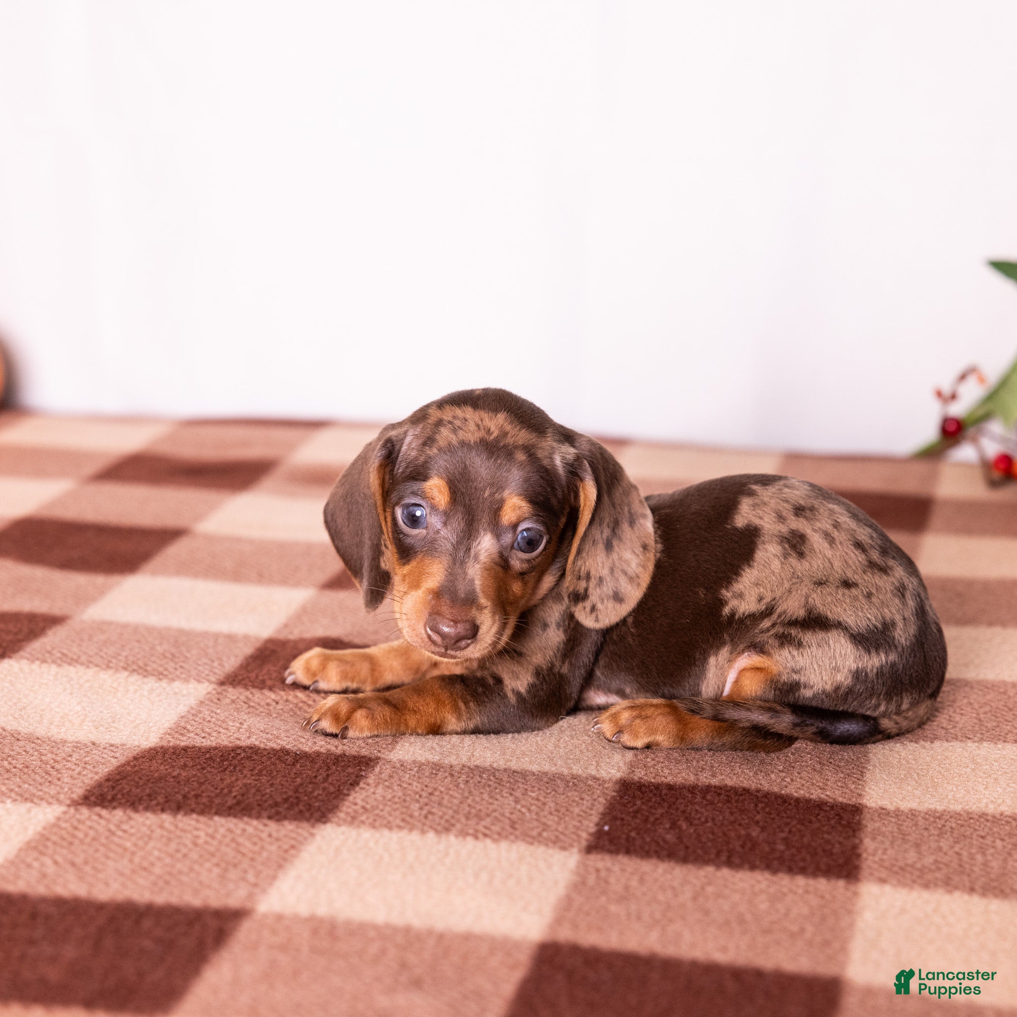 Miniature Dachshund dogs Canyon - Ad 2