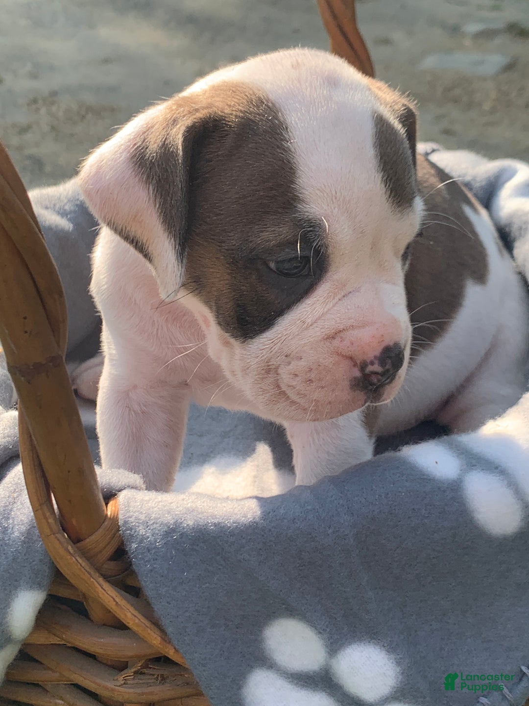 Olde English Bulldogge dogs for sale: Olde English Bulldogge Puppy 3 - Ad 1
