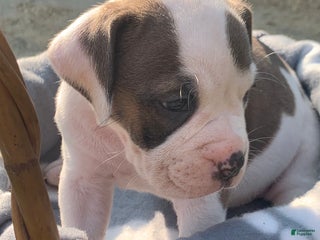 Olde English Bulldogge dogs Olde English Bulldogge Puppy 3 - Ad 30