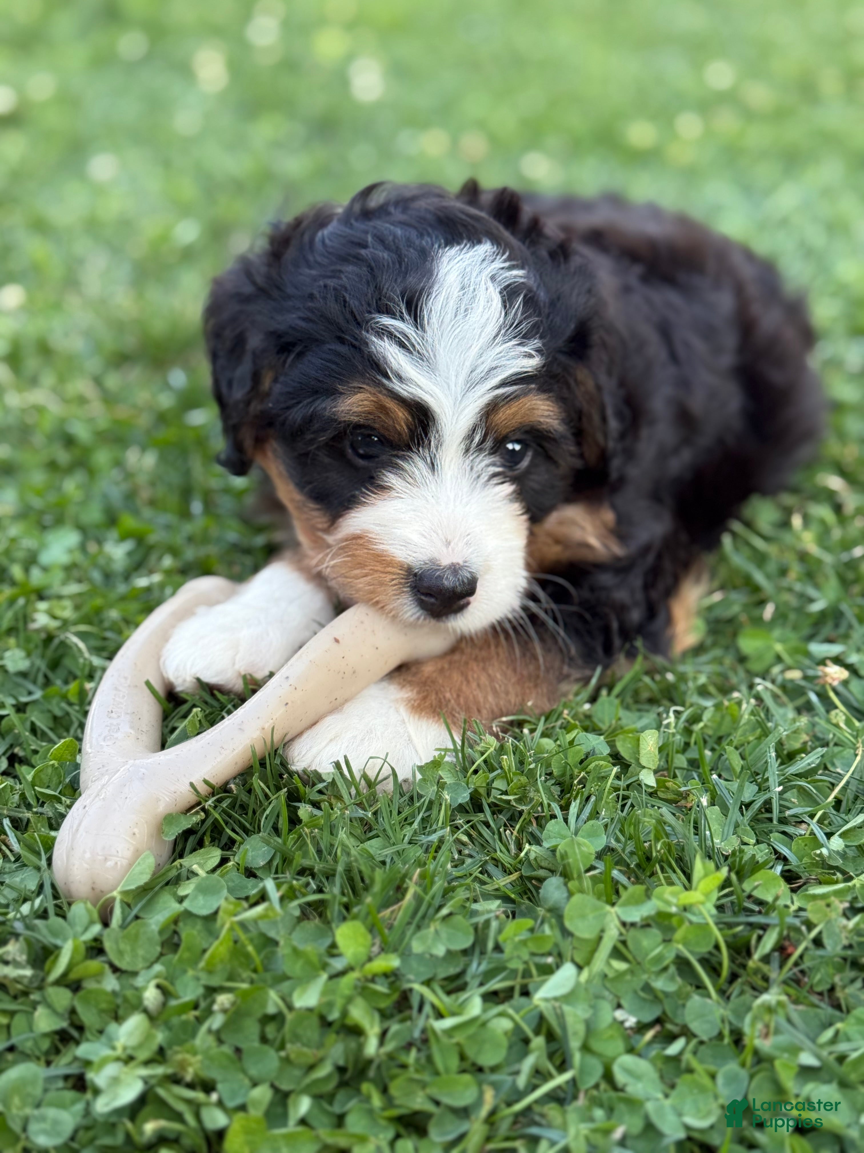 Mini Bernedoodle dogs Aurora - Ad 1