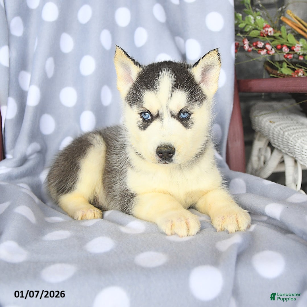 Siberian Husky dogs for sale: Bobby - Ad 3