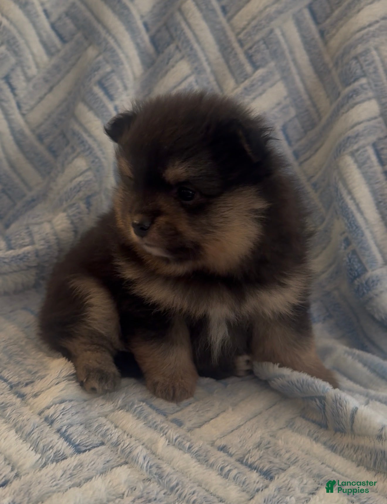 Pomeranian dogs Pomeranian 2 - Ad 1