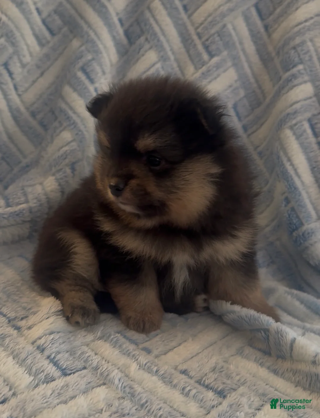 Pomeranian dogs for sale: Pomeranian 2 - Ad 1